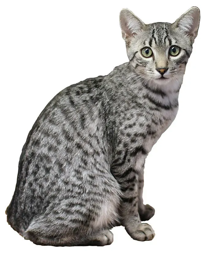 Egyptian Mau: The Speed Demon With A Hunting Obsession (Image Credits: Wikimedia)