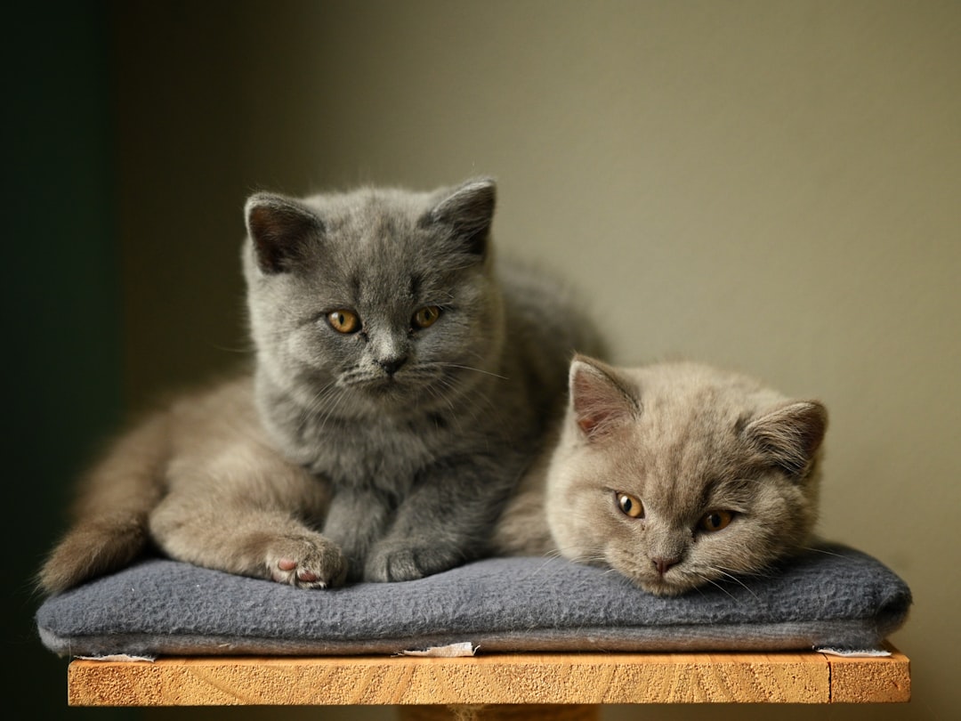 British Shorthair: The Patient Diplomat (Image Credits: Unsplash)