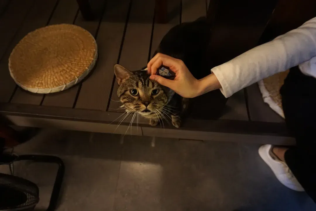 Breed and Personality: Some Cats Are Just More Social (Image Credits: Unsplash)