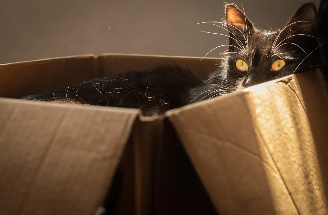 5. Boxes Are the Perfect Hunting Ground (Image Credits: Unsplash)