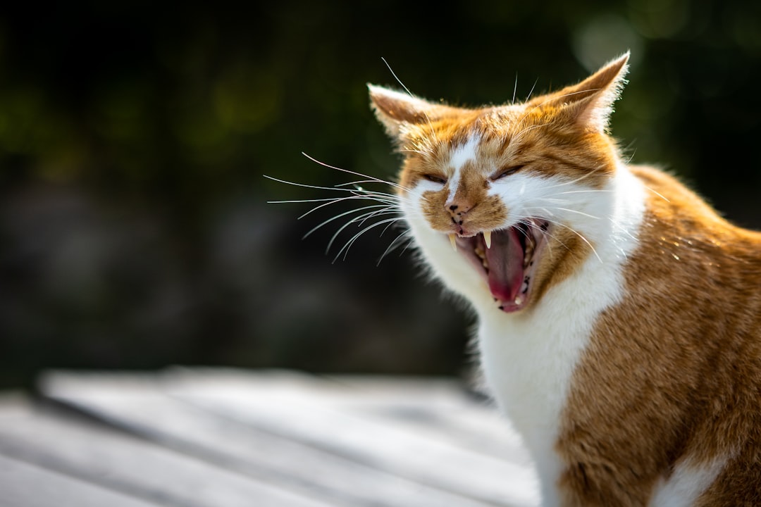 Hissing: The Universal Warning Signal (Image Credits: Unsplash)