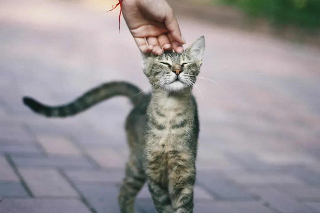 The Greeting Meow: Your Cat's Personal Hello (Image Credits: Unsplash)