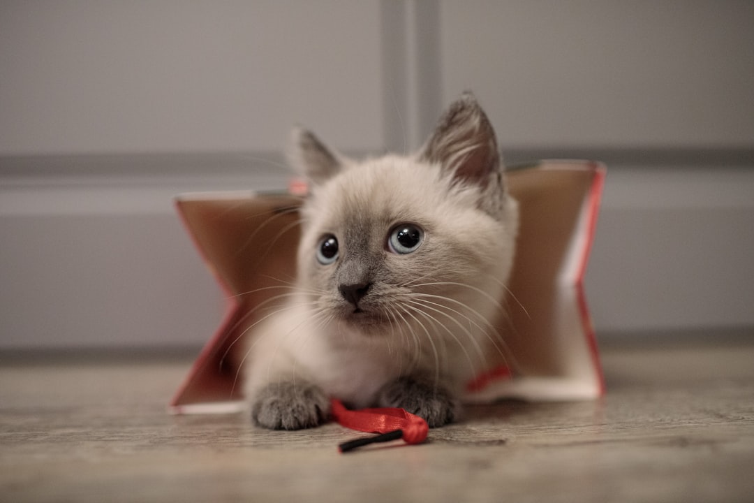 Bringing You Special Gifts (Image Credits: Unsplash)