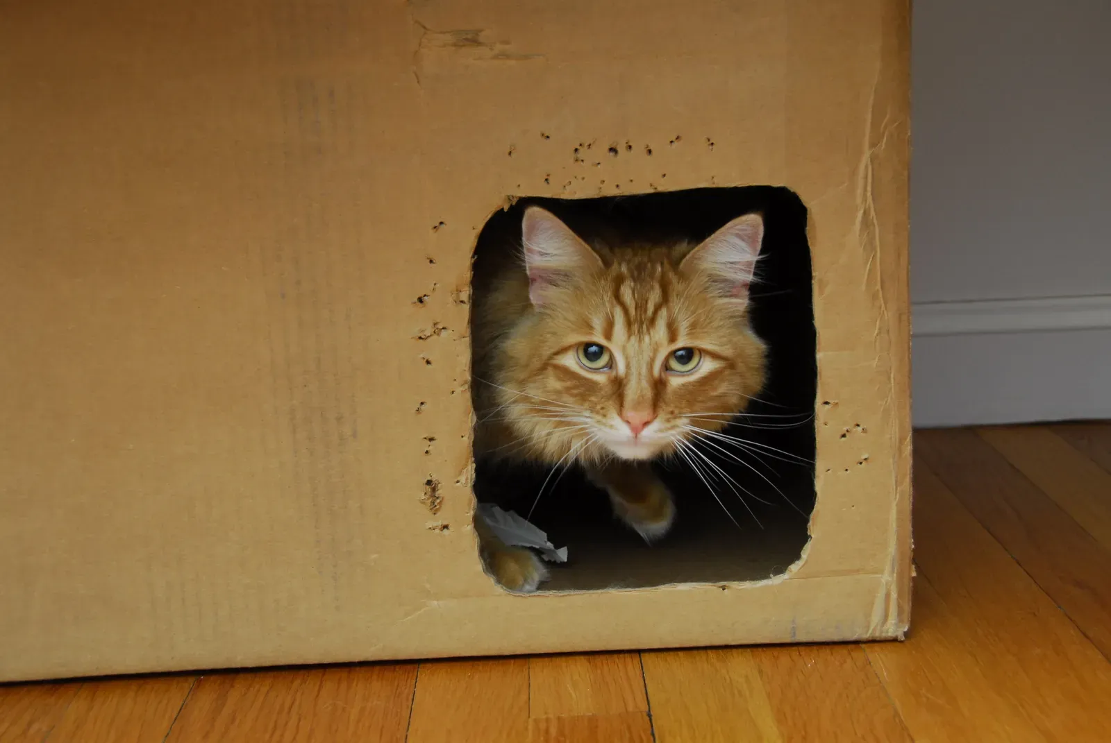 Understanding This Helps You Be a Better Cat Parent (Image Credits: Wikimedia)