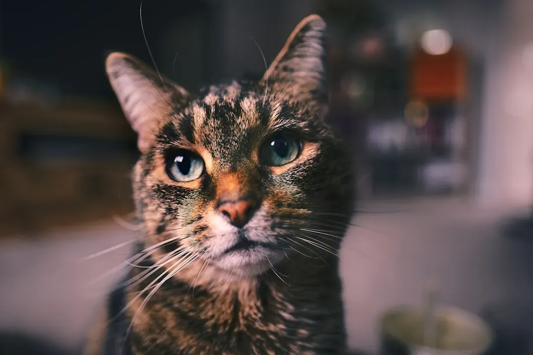 The Unblinking Stare: When Your Cat Looks Right Through You (Image Credits: Unsplash)