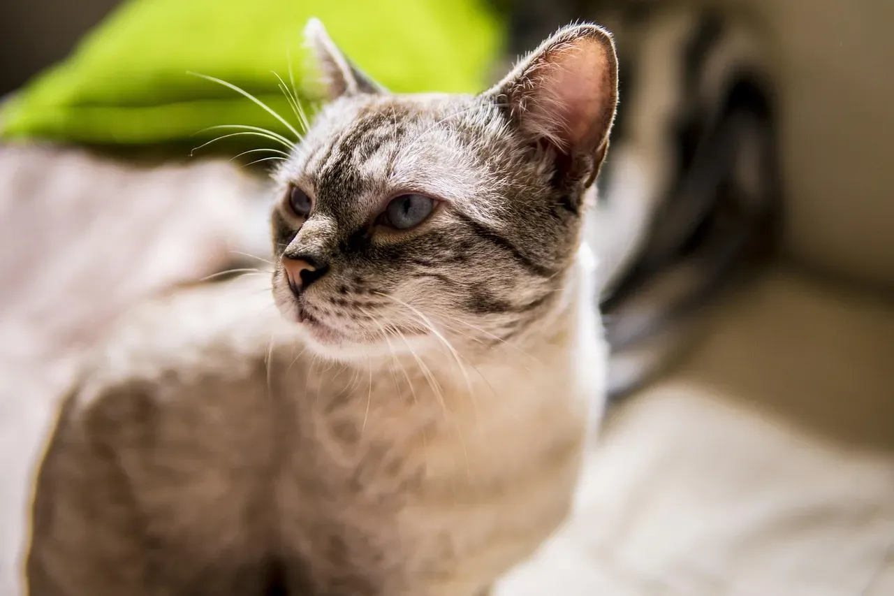 Episodic Memory Means Cats Remember Specific Events (Image Credits: Pixabay)