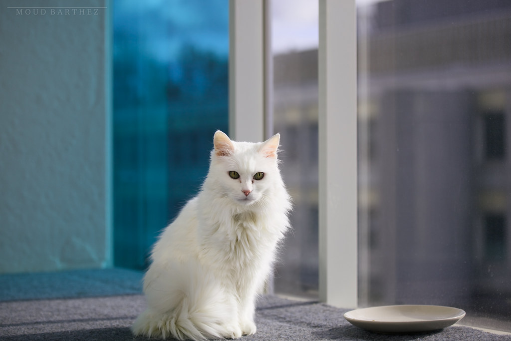 Turkish Angora: The Social Butterflies (Image Credits: Flickr)