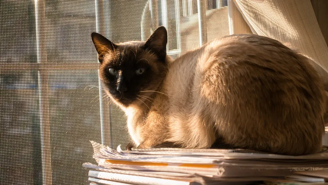 Siamese: The Vocal Socialite (Image Credits: Unsplash)