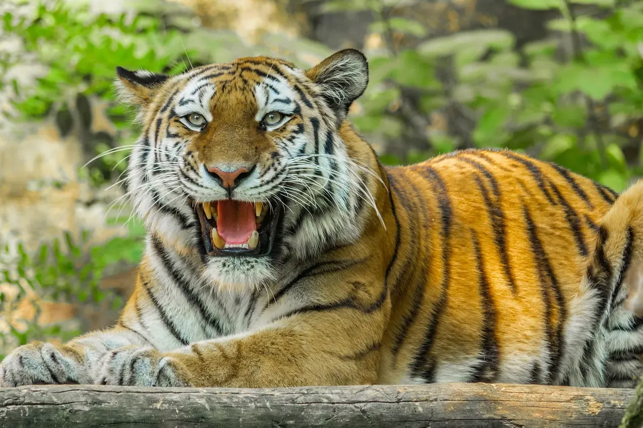 #5. A tiger's roar can travel more than a mile (Image Credits: Pixabay)
