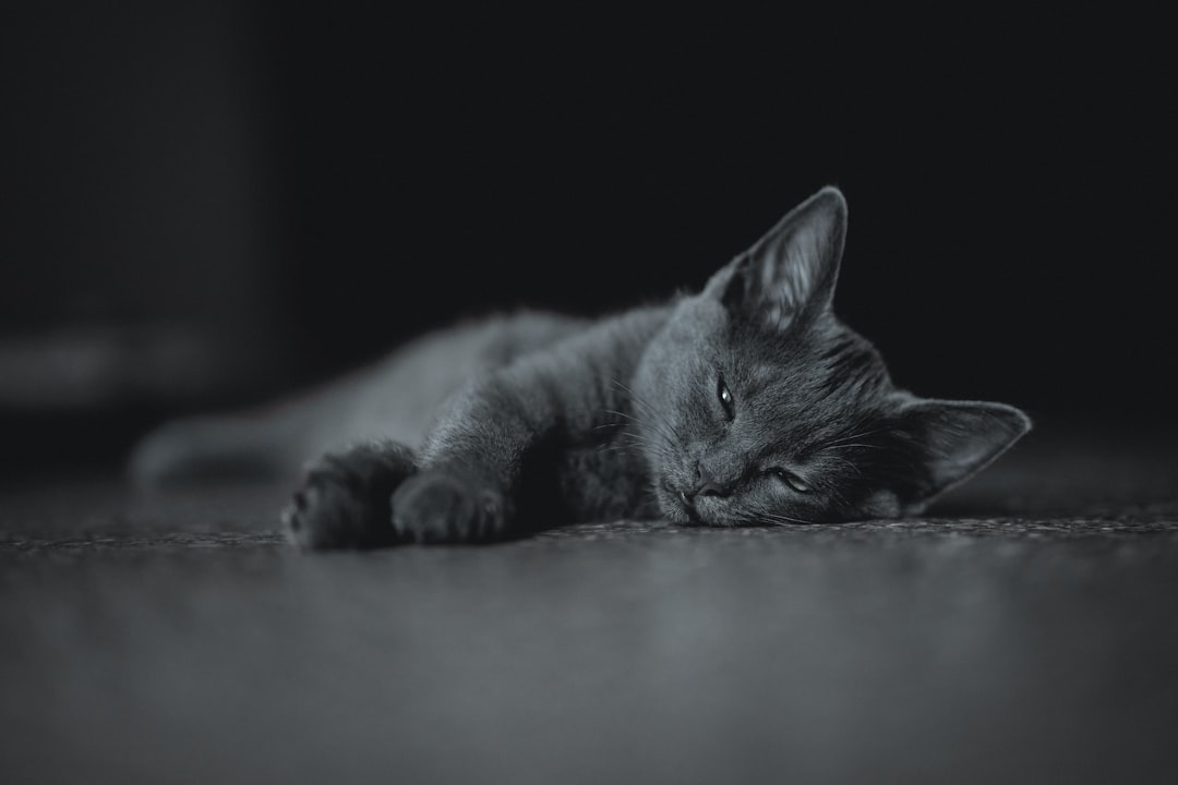 Understanding the Silent Phase of Cat Grief (Image Credits: Unsplash)
