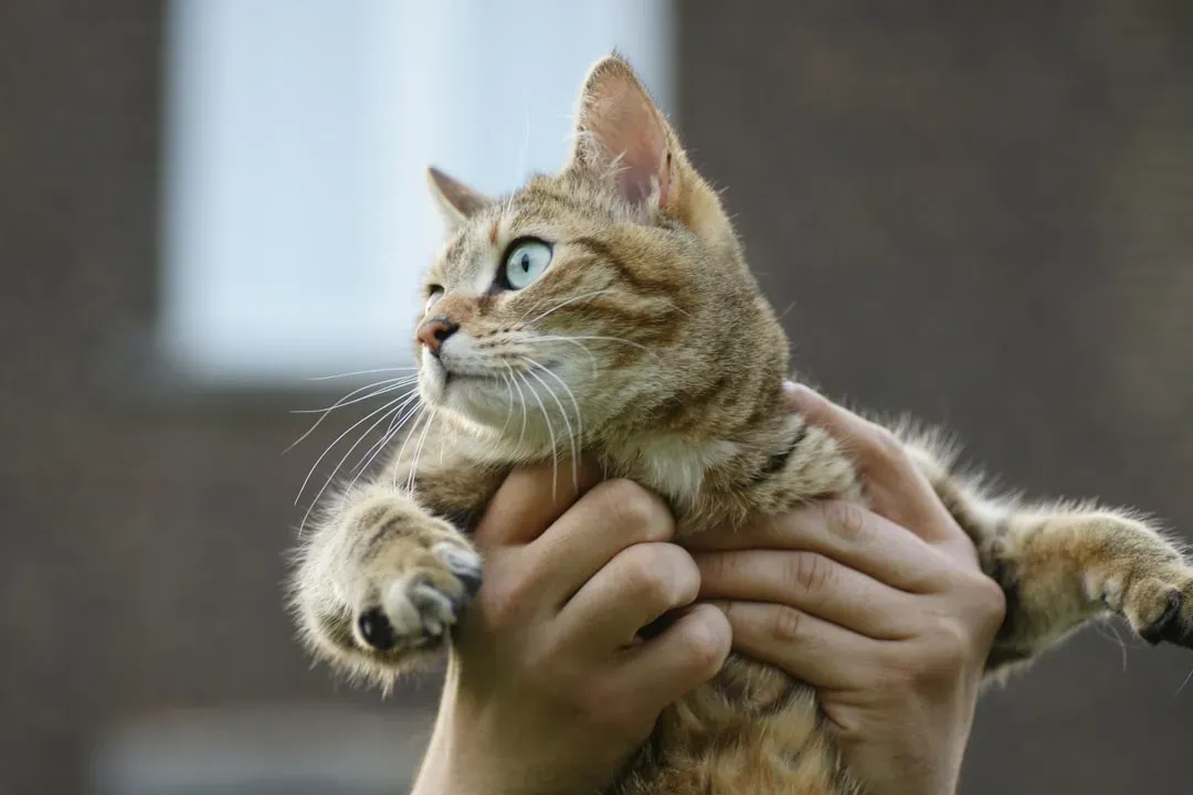 4. Forcing Affection and Picking Them Up Uninvited (Image Credits: Unsplash)