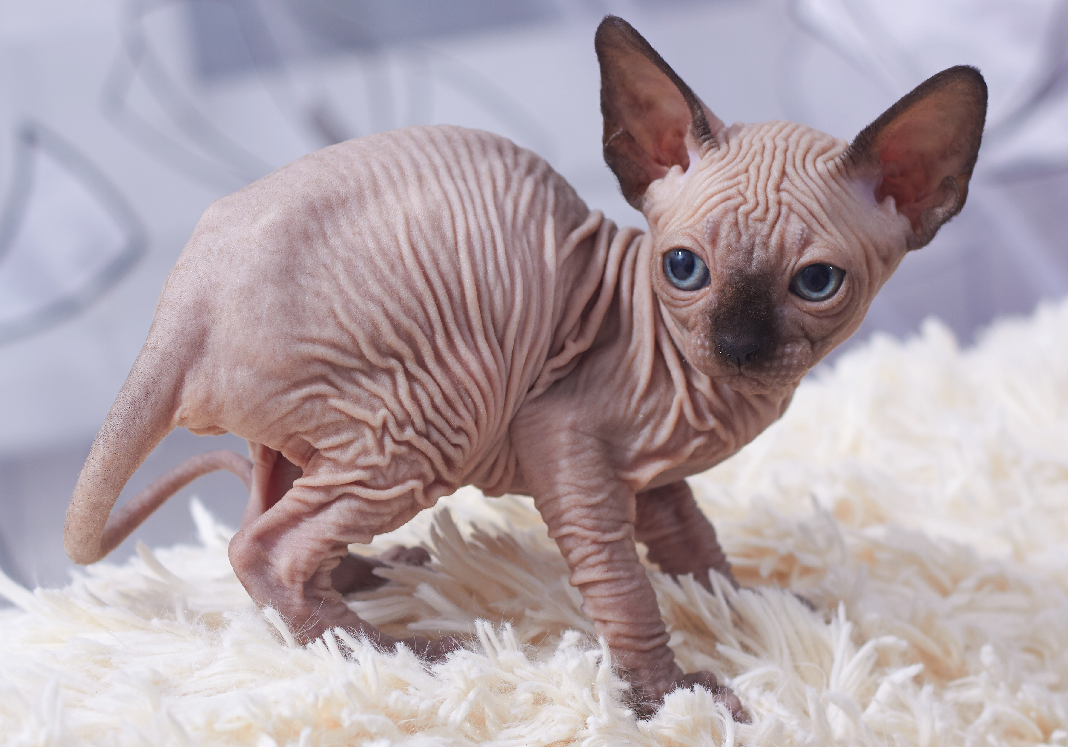 Sphynx Cats - Hairless Means Helpless Against the Elements (Image Credits: Wikimedia)