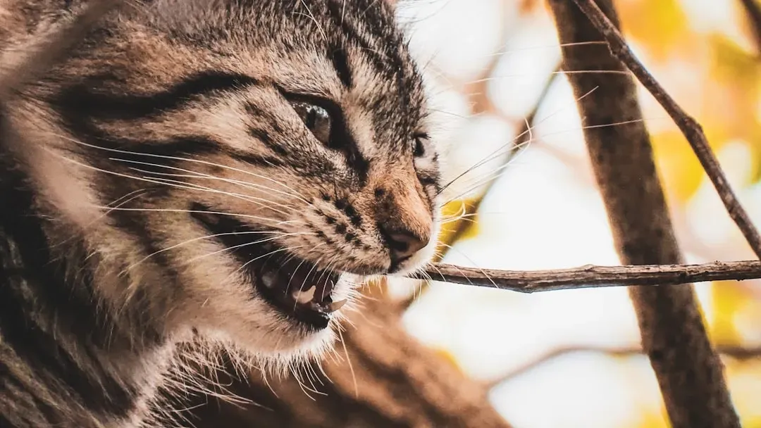 The Kill Bite Theory: Rehearsing the Final Strike (Image Credits: Unsplash)