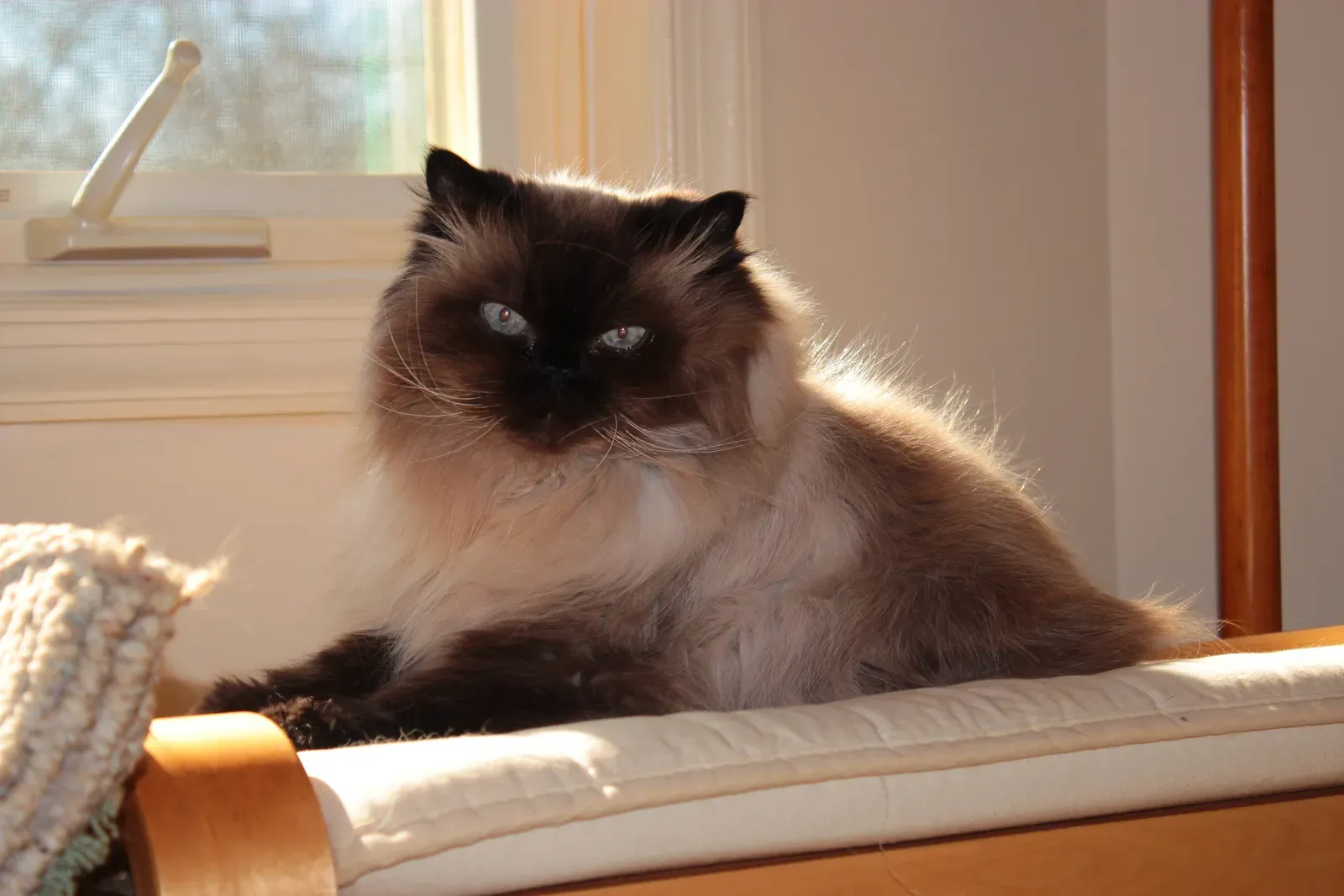 9. Himalayan Cats: The Demanding Beauties (Image Credits: Wikimedia)
