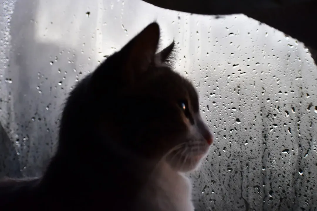 How to Help Your Cat Through Stormy Weather (Image Credits: Unsplash)