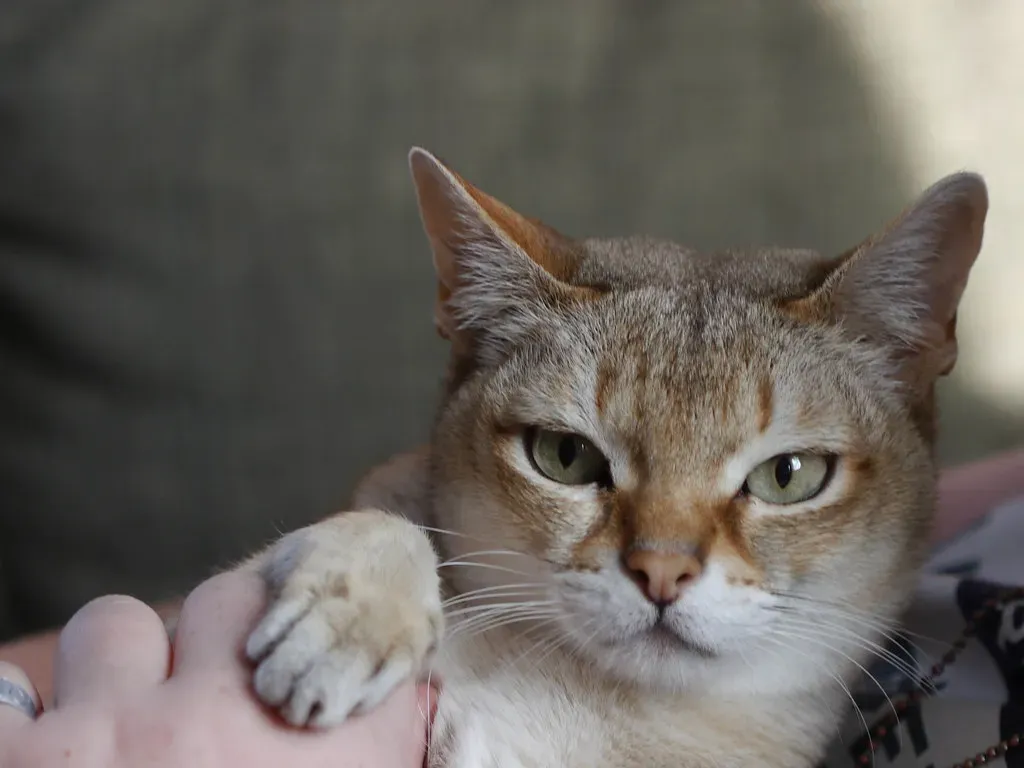 9. Singapura: The Tiny Tornado (Image Credits: Flickr)