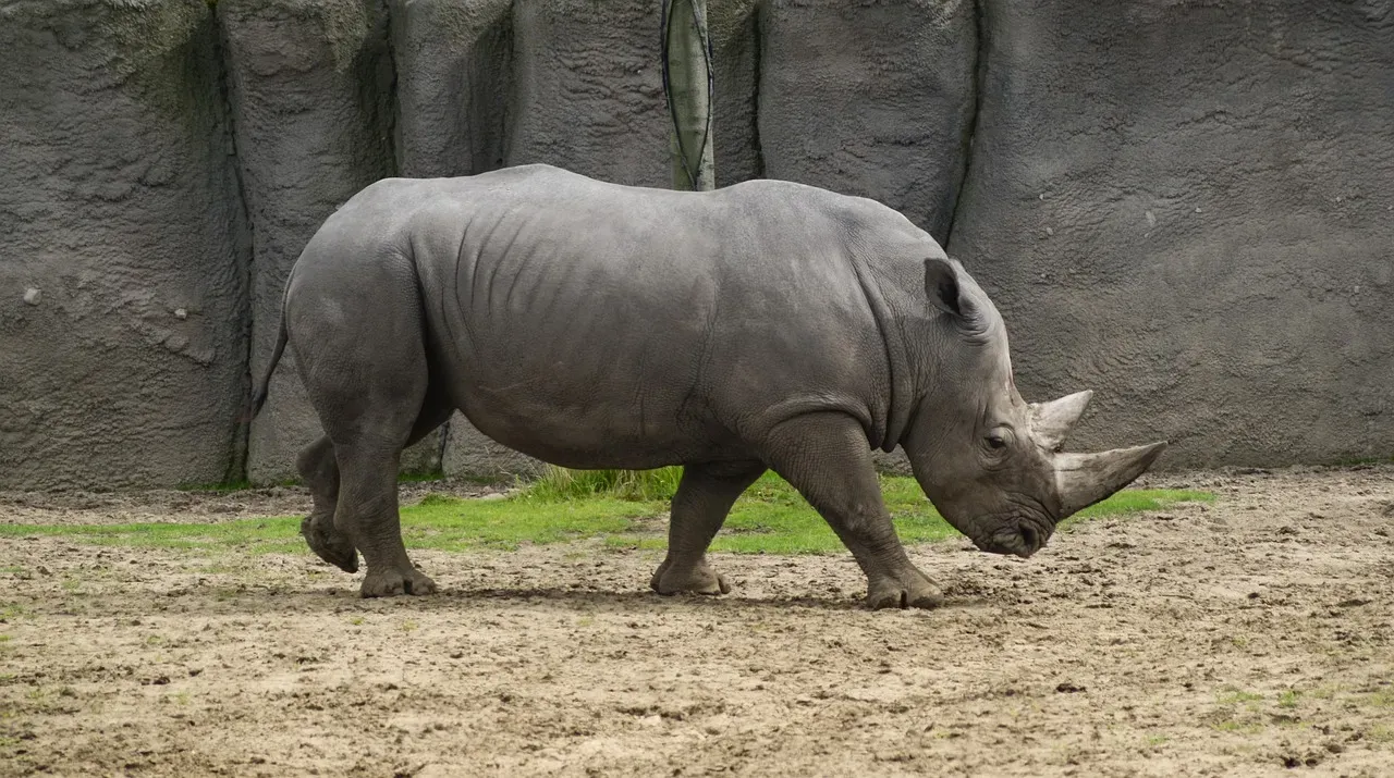 #4 Rhinoceros (Image Credits: Pixabay)