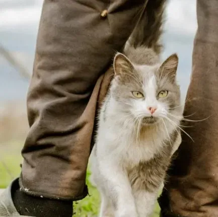 3. The Gentle Lean or Light Touch Against Your Leg (Image Credits: Pexels)
