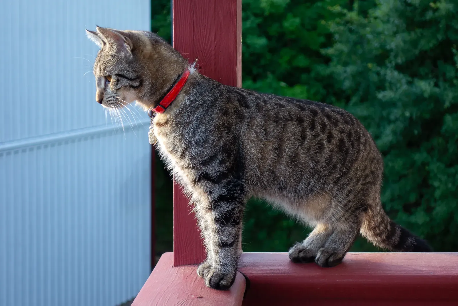 #3 Cats Read Human Attention, Not Just Human Presence (By W.carter, CC0)