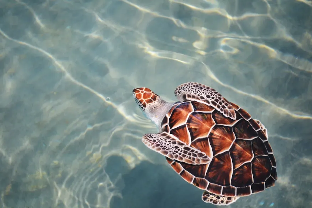 #7 Turtles, land-dwelling species (Image Credits: Unsplash)