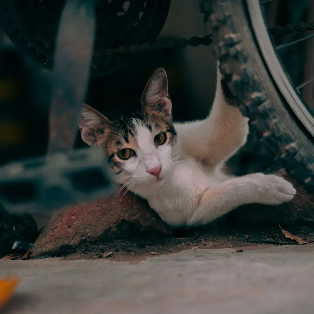 Why Understanding Tail Language Actually Matters (Image Credits: Unsplash)