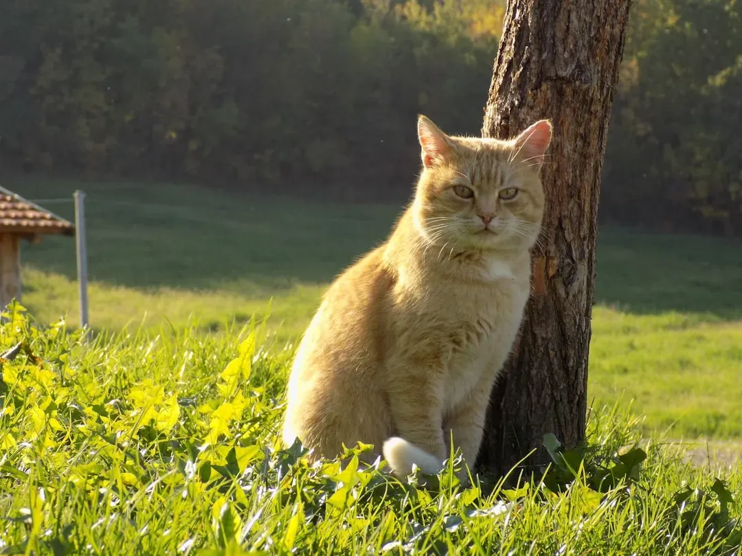 Myth 3: All Senior Cats Are Unhealthy and Expensive to Care For (Image Credits: Unsplash)