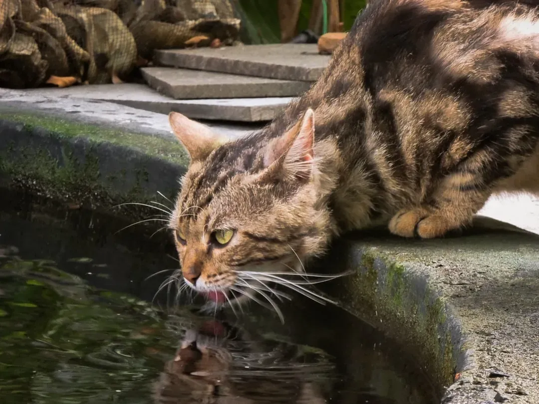 Why Staying Hydrated Is So Vital for Cats (Image Credits: Unsplash)