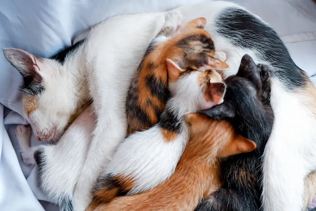 The Kittenhood Connection That Never Fades (Image Credits: Unsplash)