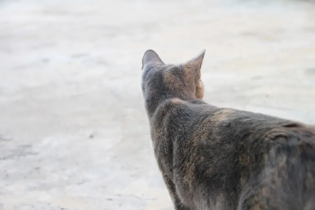 Turning Their Back on You: Dramatic Exit or Healthy Boundary? (Image Credits: Unsplash)