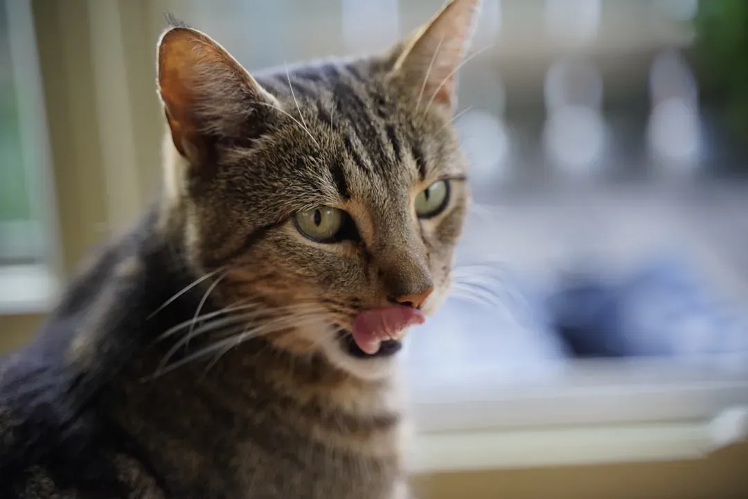 How to Respond When Your Cat Licks You (Image Credits: Unsplash)