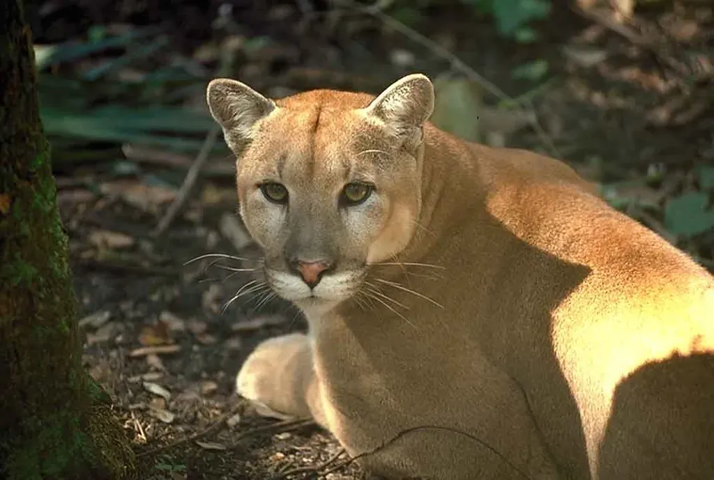 Florida's Endangered Panthers (Image Credits: Flickr)
