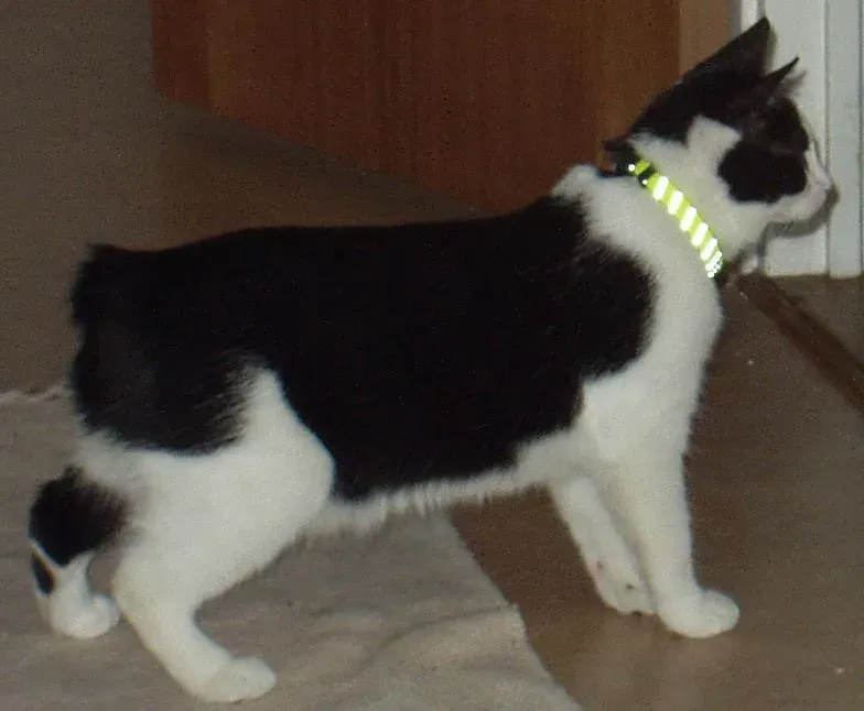 Manx Cats: The Tailless Conundrum (Image Credits: Wikimedia)