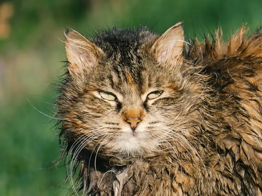 The Wet Fur Problem: It's More Serious Than You Think (Image Credits: Pexels)