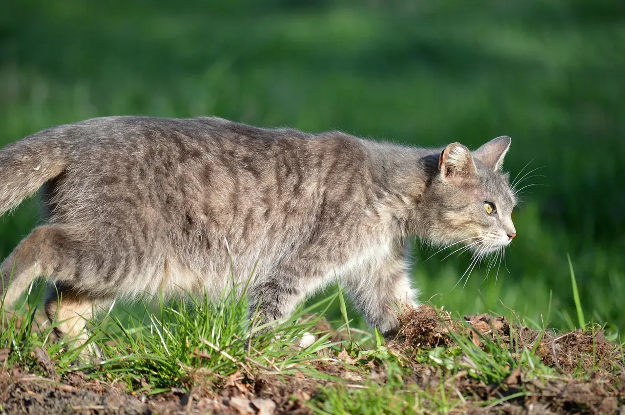 Scent Trails from Wildlife and Stray Animals (Image Credits: Pixabay)