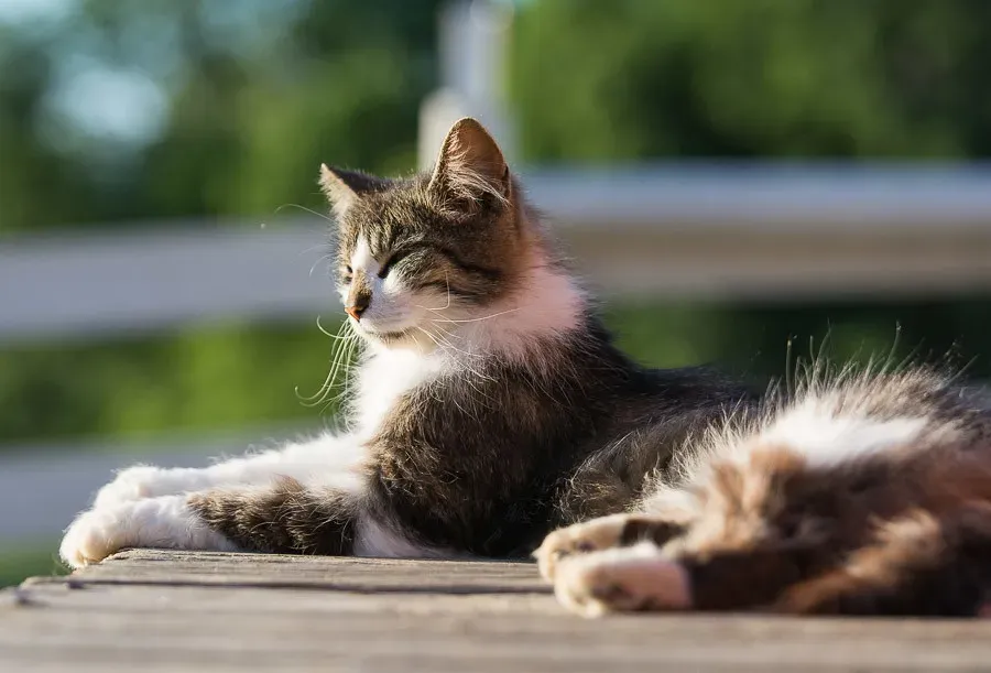 Conclusion: Your Cat Is Wiser Than You Think (springerhelpnc, Flickr, CC BY 2.0)