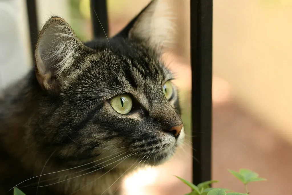 The Curious Observer Look (Image Credits: Flickr)