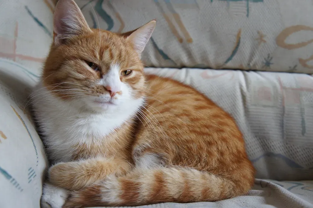 When Your Cat Looks Away After Blinking (Image Credits: Flickr)