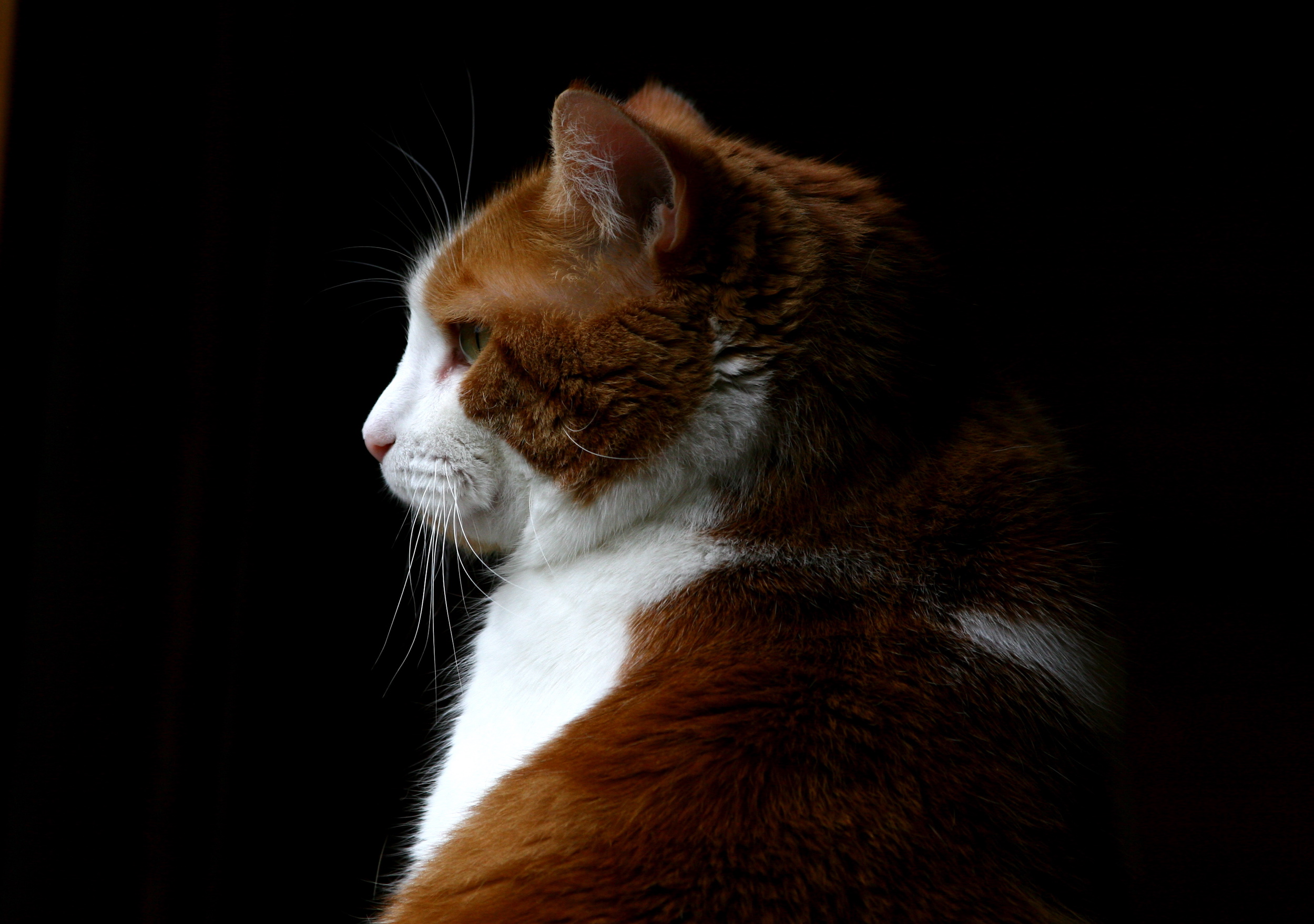 Aries: Too Much Fire Energy (Image Credits: Wikimedia)