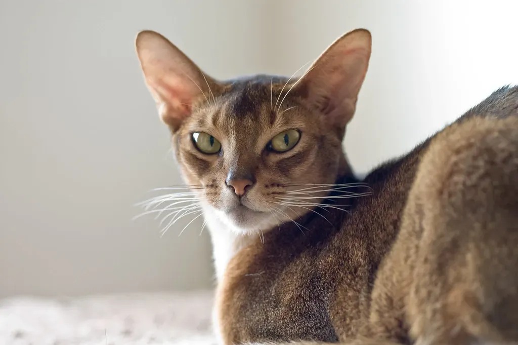 Abyssinian: The Energetic Explorer Who Hates Being Ignored (Image Credits: Flickr)