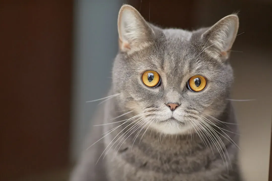 Your Cat's Eyes Are Built for a Different World (Image Credits: Unsplash)