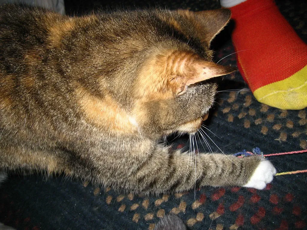 7. String and Yarn: The Classic That Never Gets Old (randomduck, Flickr, CC BY-SA 2.0)