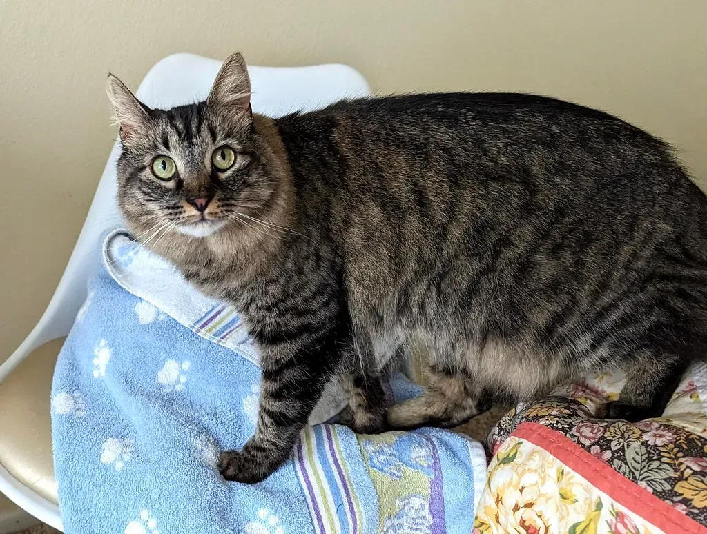 Is There a Connection to Wild Cats? (Image Credits: Flickr)