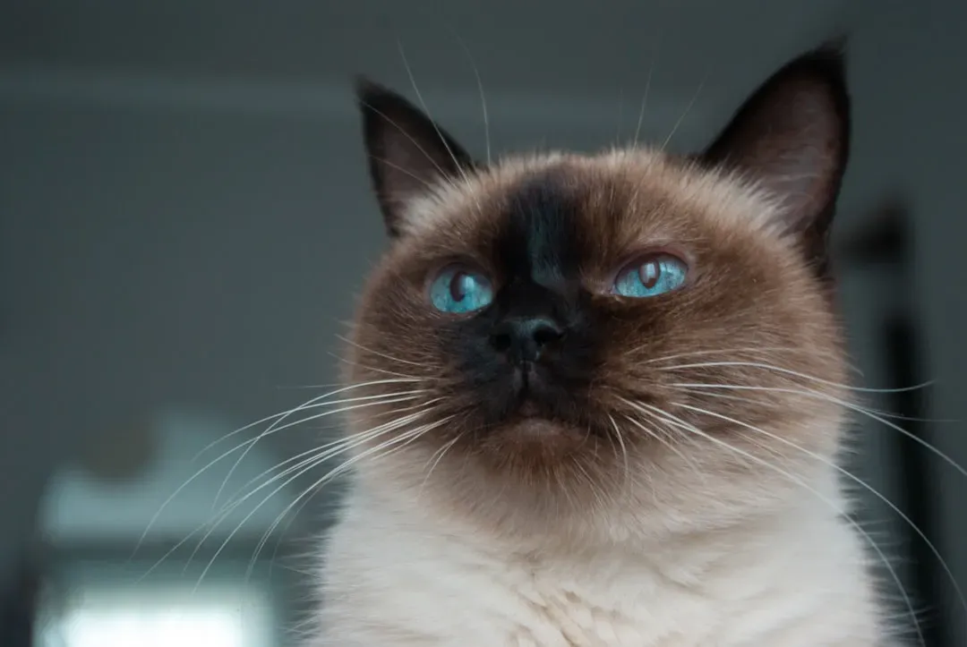1. The Siamese: Your Shadow in Blue Eyes (Image Credits: Unsplash)