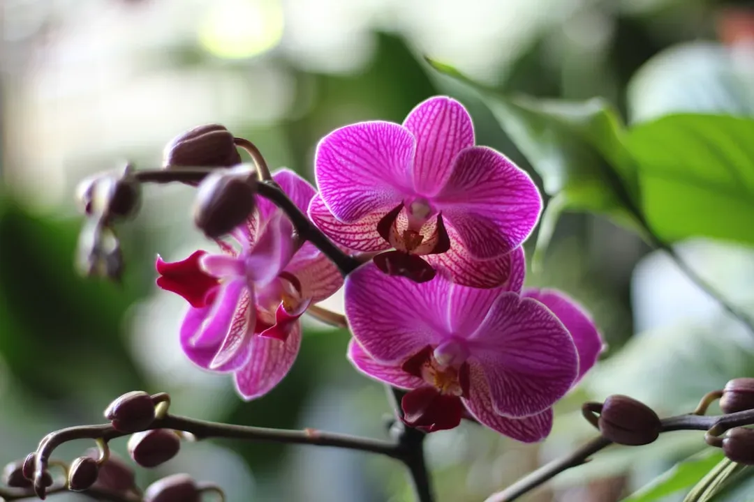 6. Phalaenopsis Orchid (Phalaenopsis spp.) (Image Credits: Unsplash)