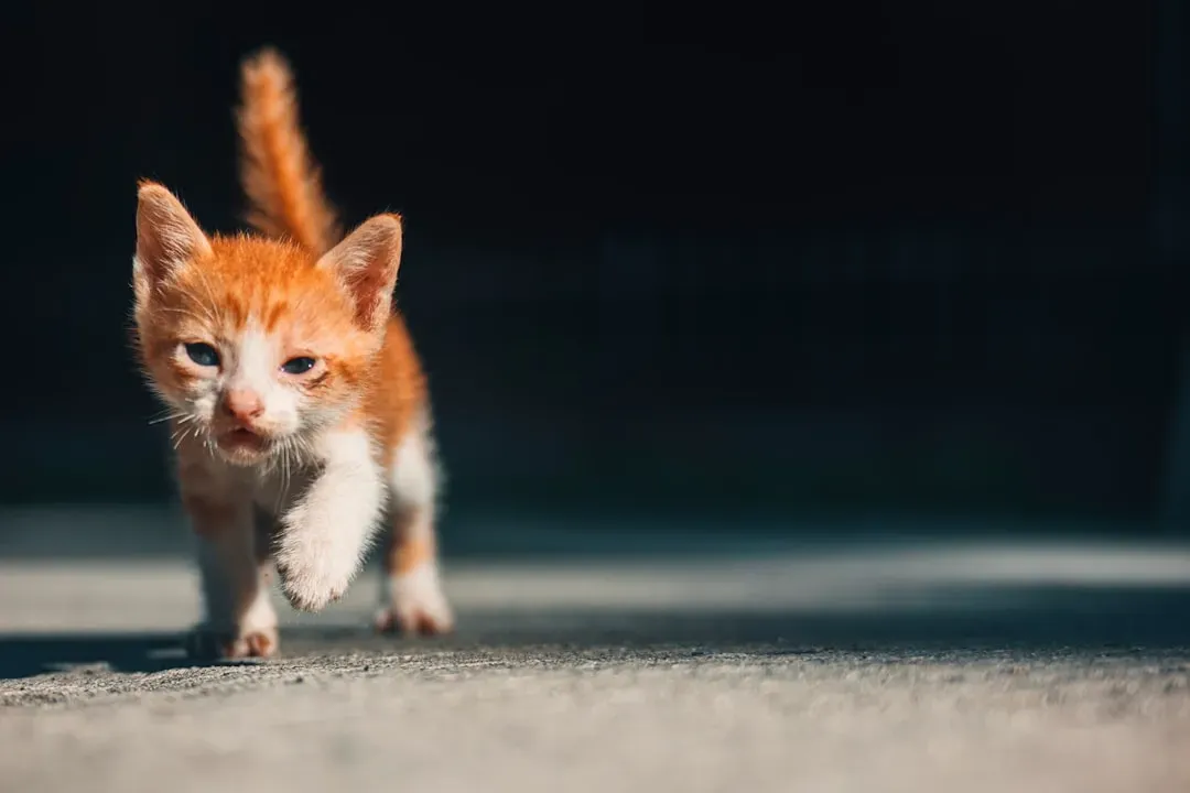 Age Changes the Zoomies - and What They Mean (Image Credits: Unsplash)