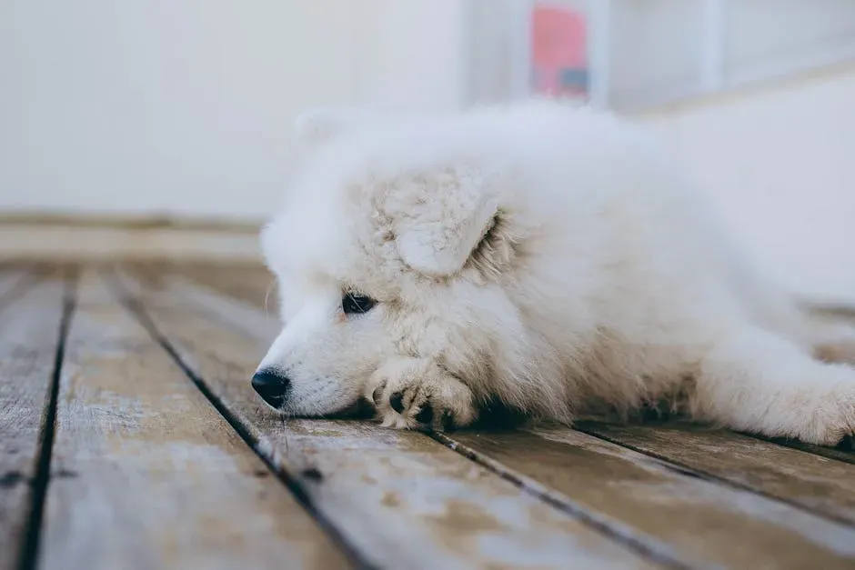 8. Rubbing Their Nose in Accidents (Image Credits: Pexels)