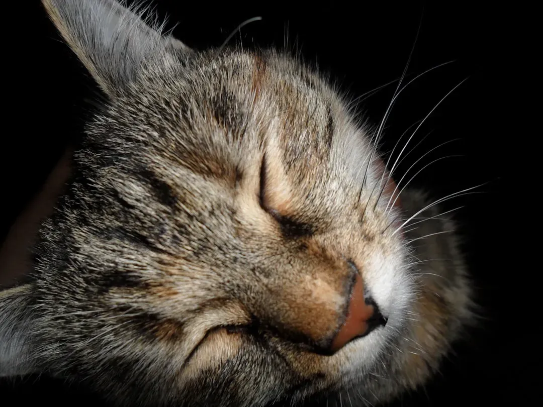 The Slow Blink: Science Has Actually Tested This (Image Credits: Unsplash)