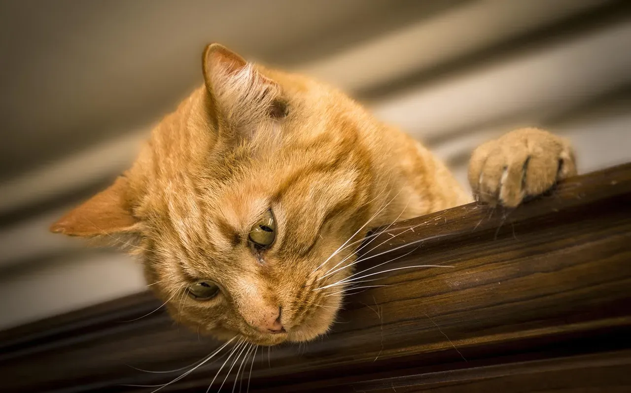 Conclusion: Learning to Trust What Your Cat Hears (Image Credits: Pixabay)