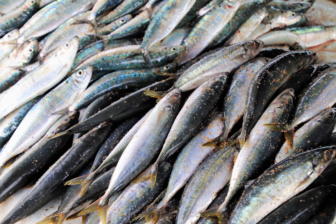 Sardines: Tiny Fish with Big Calming Benefits (Image Credits: Pixabay)