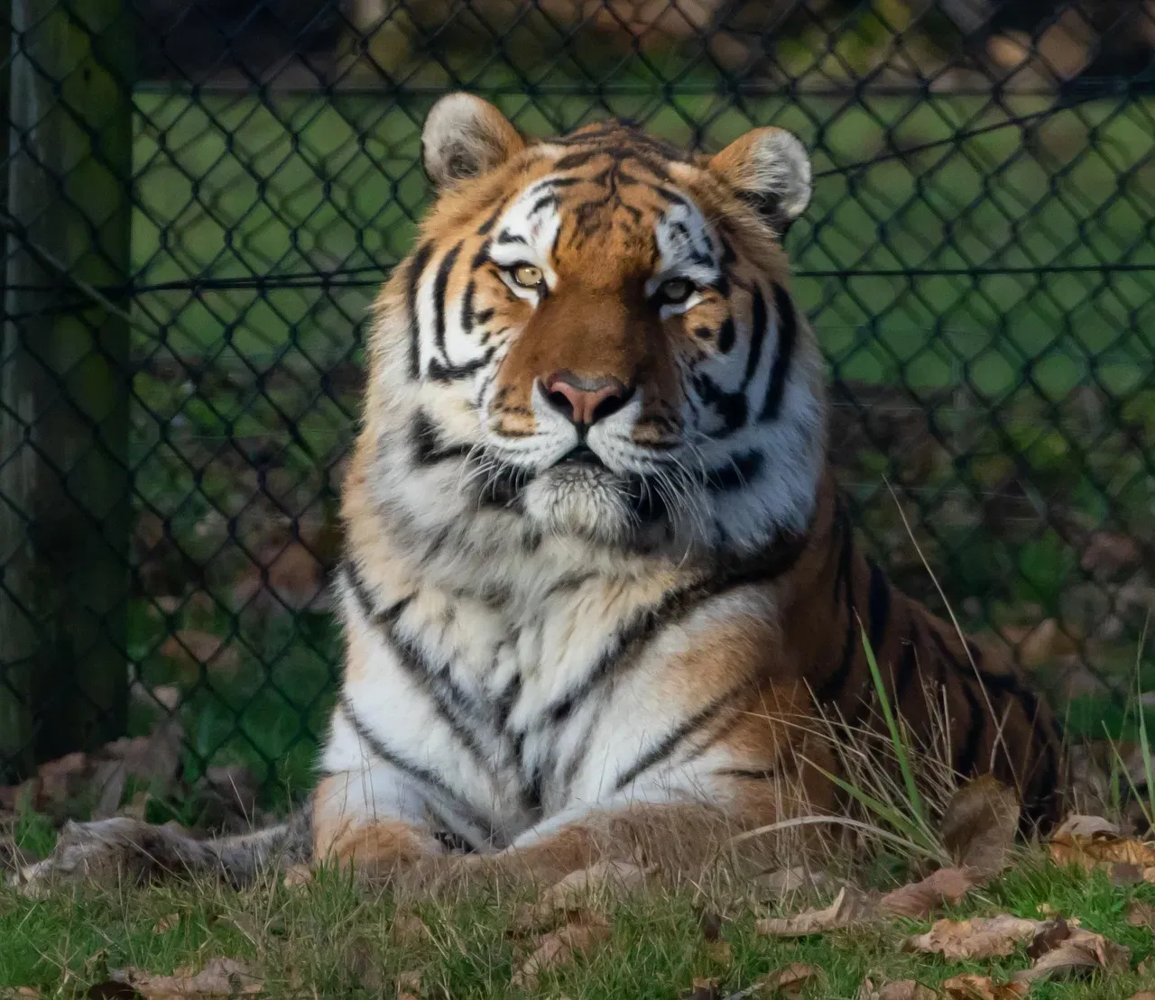 How Captive Tigers Reveal Their Social Potential (Image Credits: Pixabay)